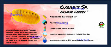 Cubaris Sp. Orange Freezy Isopod Bin Label